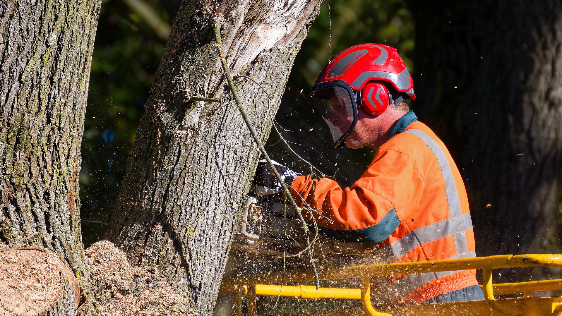 Professional arborist inspecting a tree